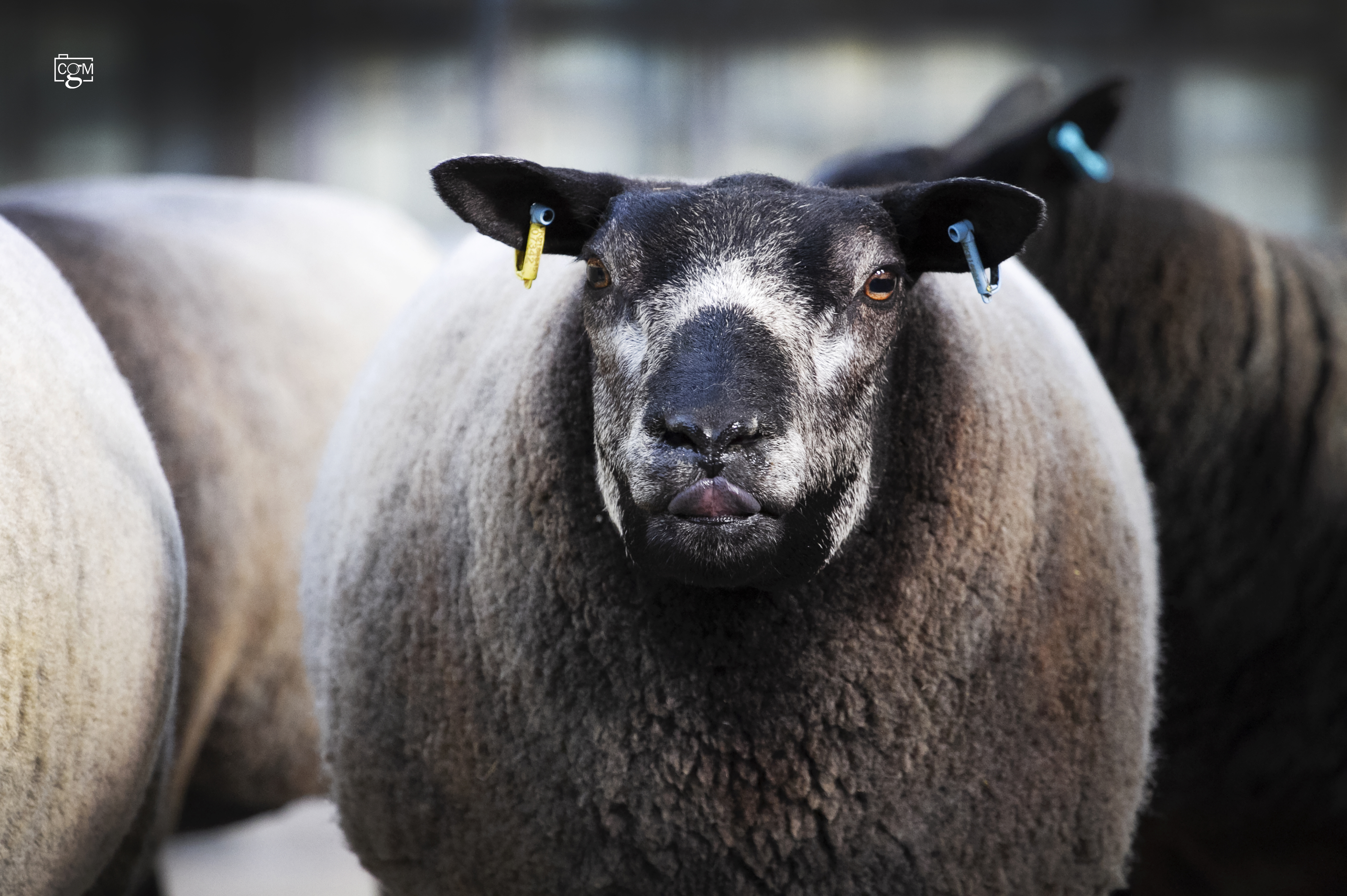 Read more about the article Blue Texel and Beltex sale news from Worcester