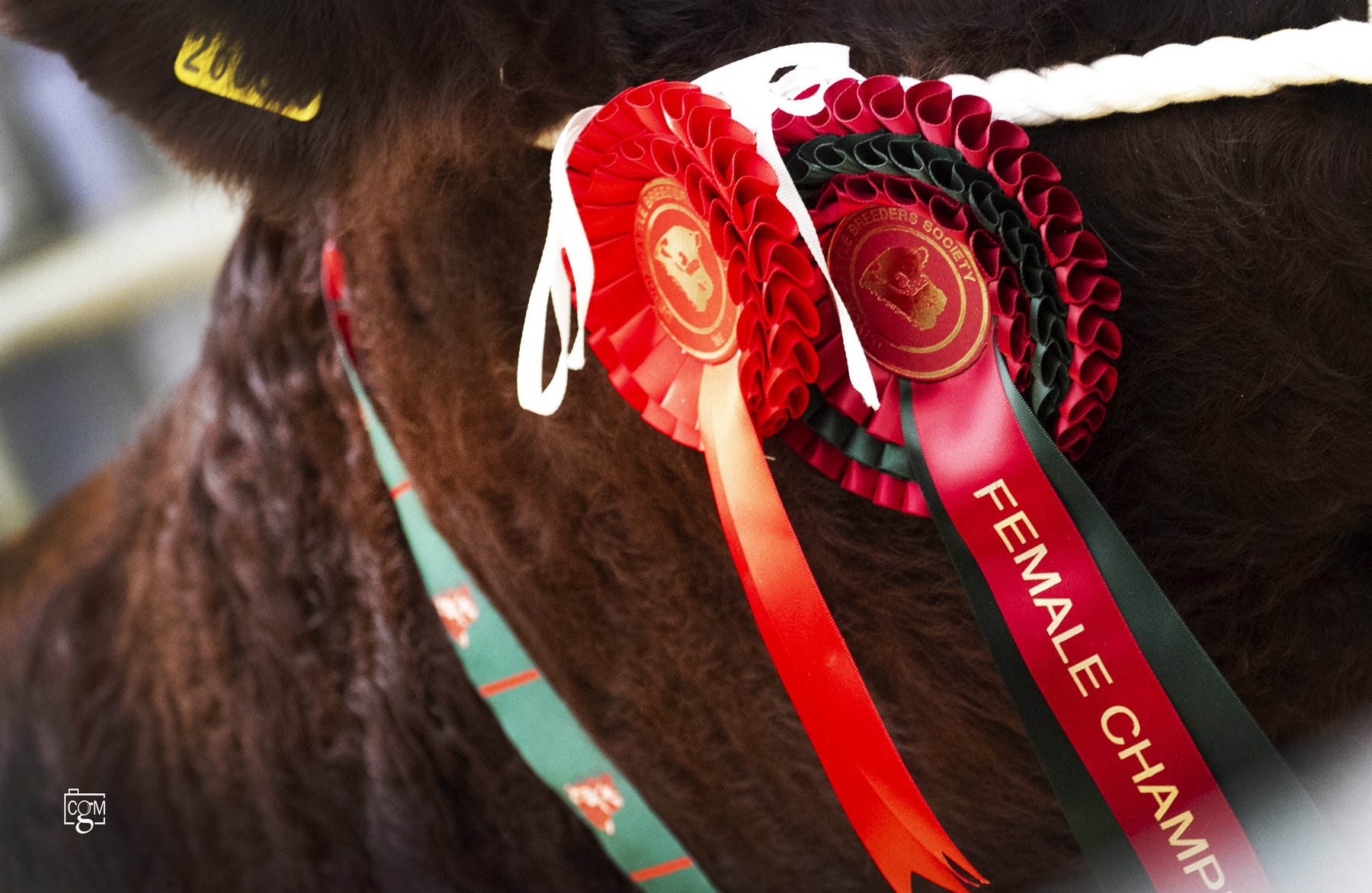 Read more about the article Autumn sale coverage for Devon Cattle Society