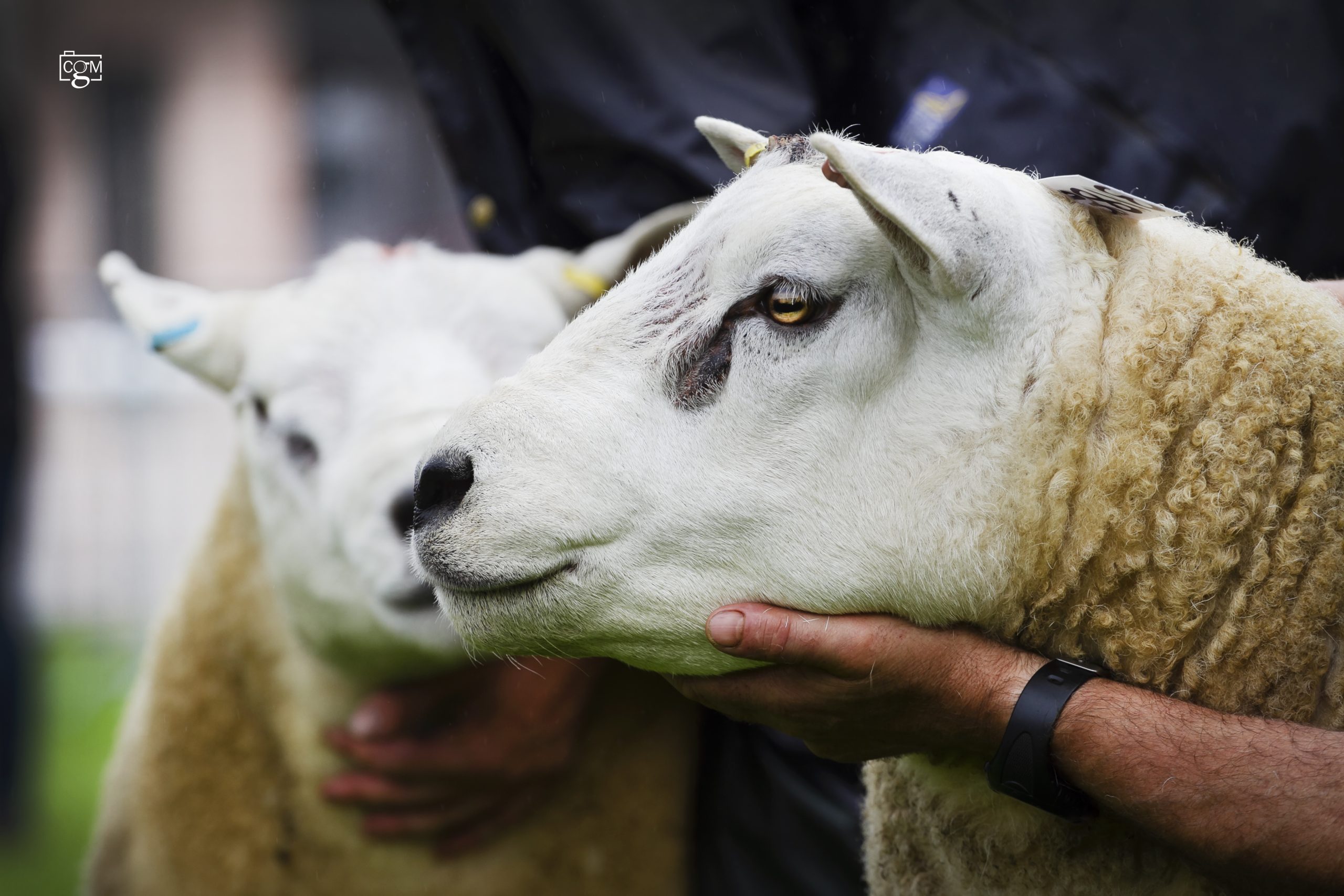 Read more about the article Tups galore at NSA Builth sale