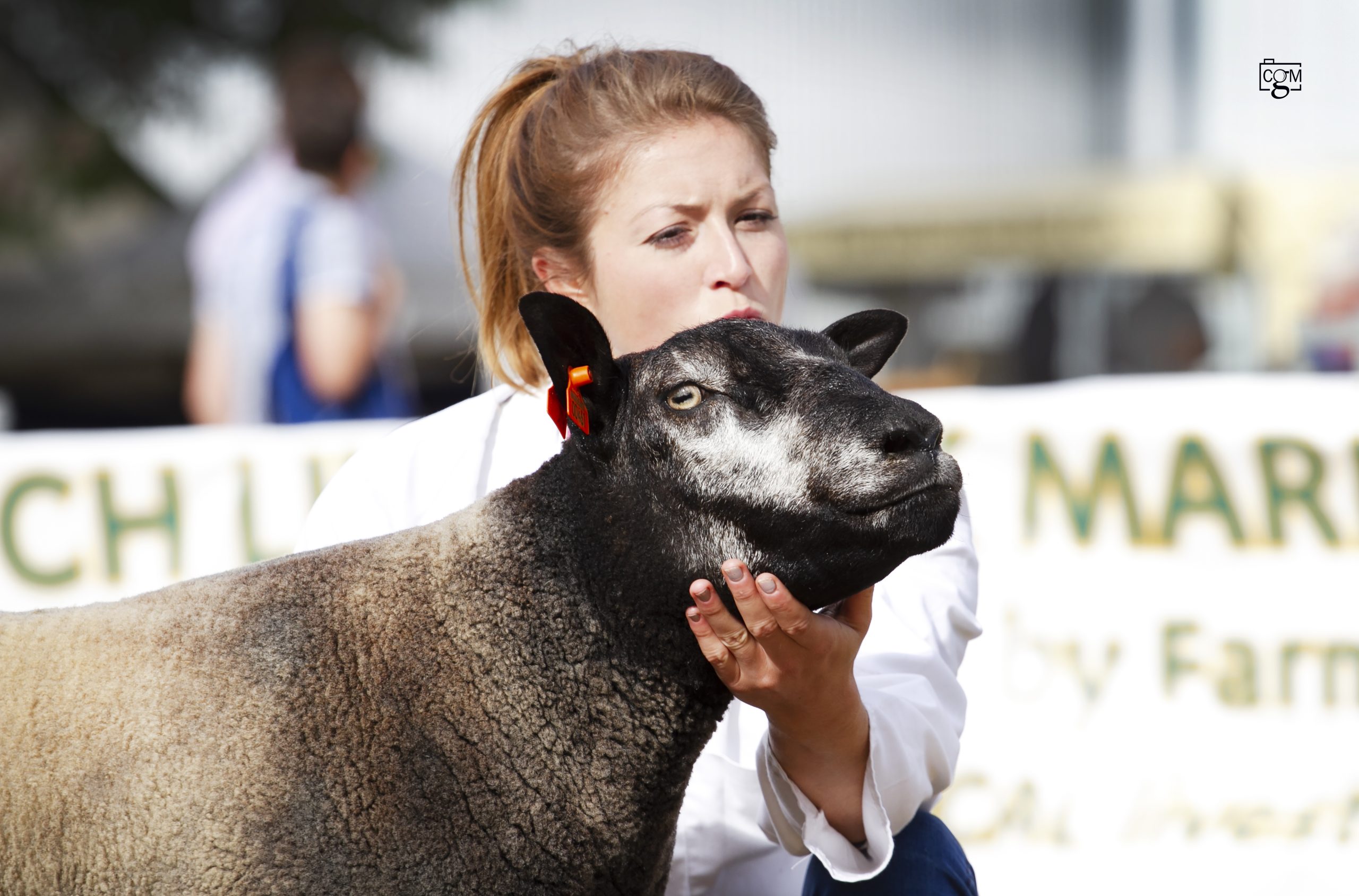 Read more about the article Blue Texel action from the Royal Norfolk Show