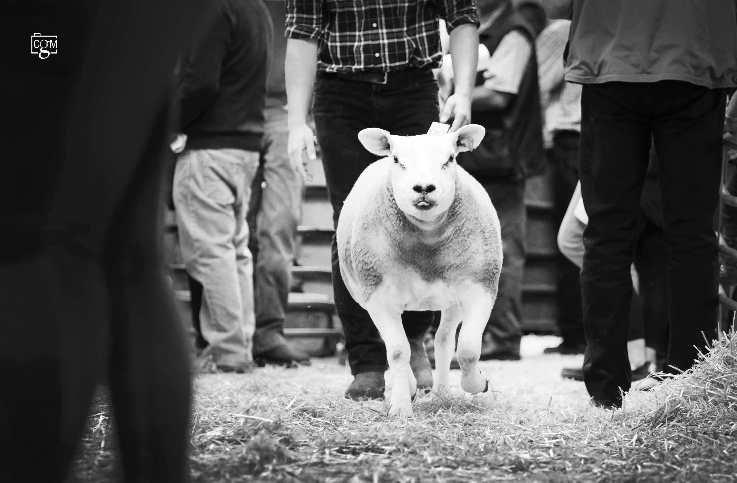 Read more about the article Non stop day at Worcester Market