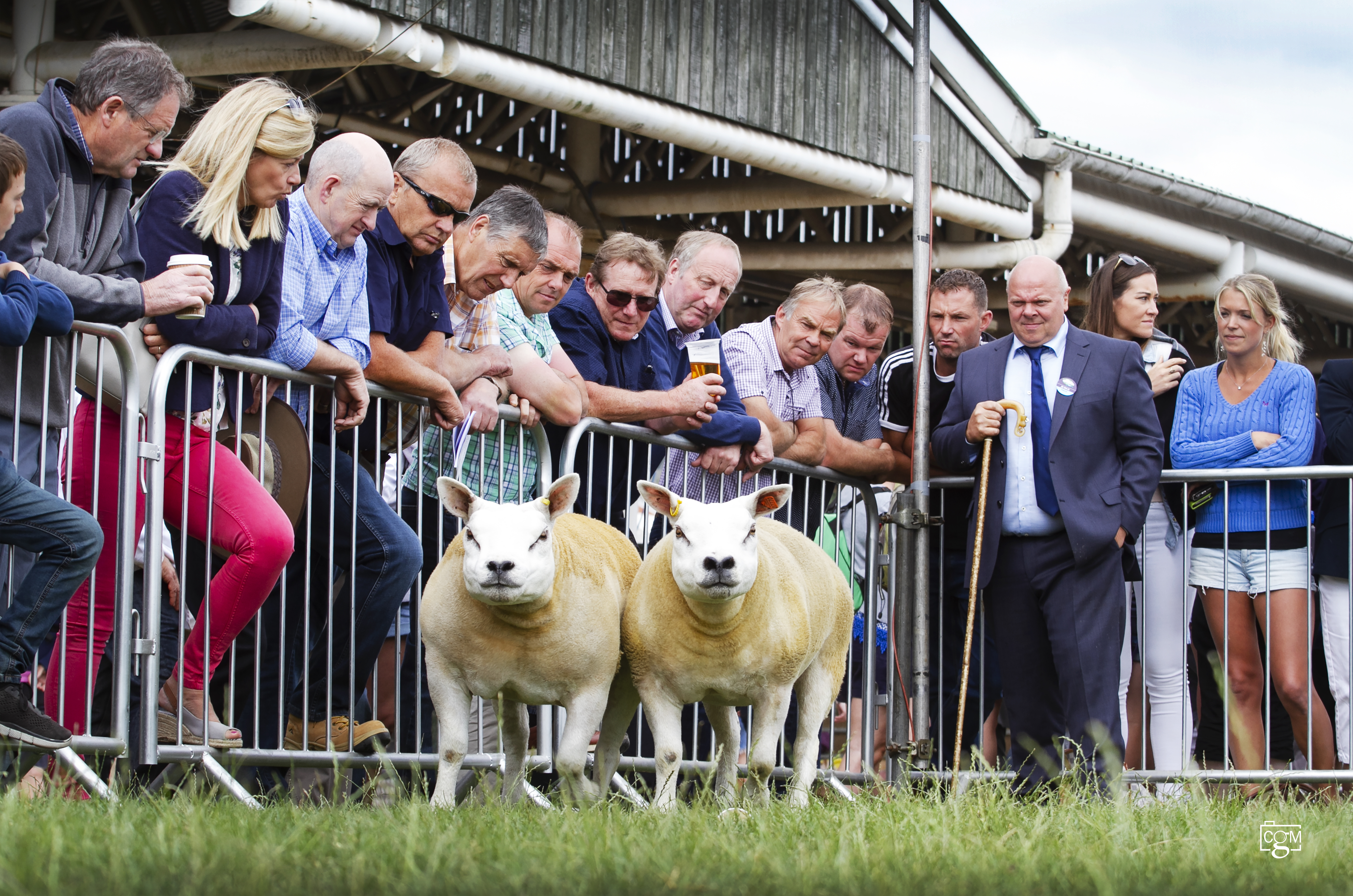 Read more about the article Texel time at Great Yorkshire Show