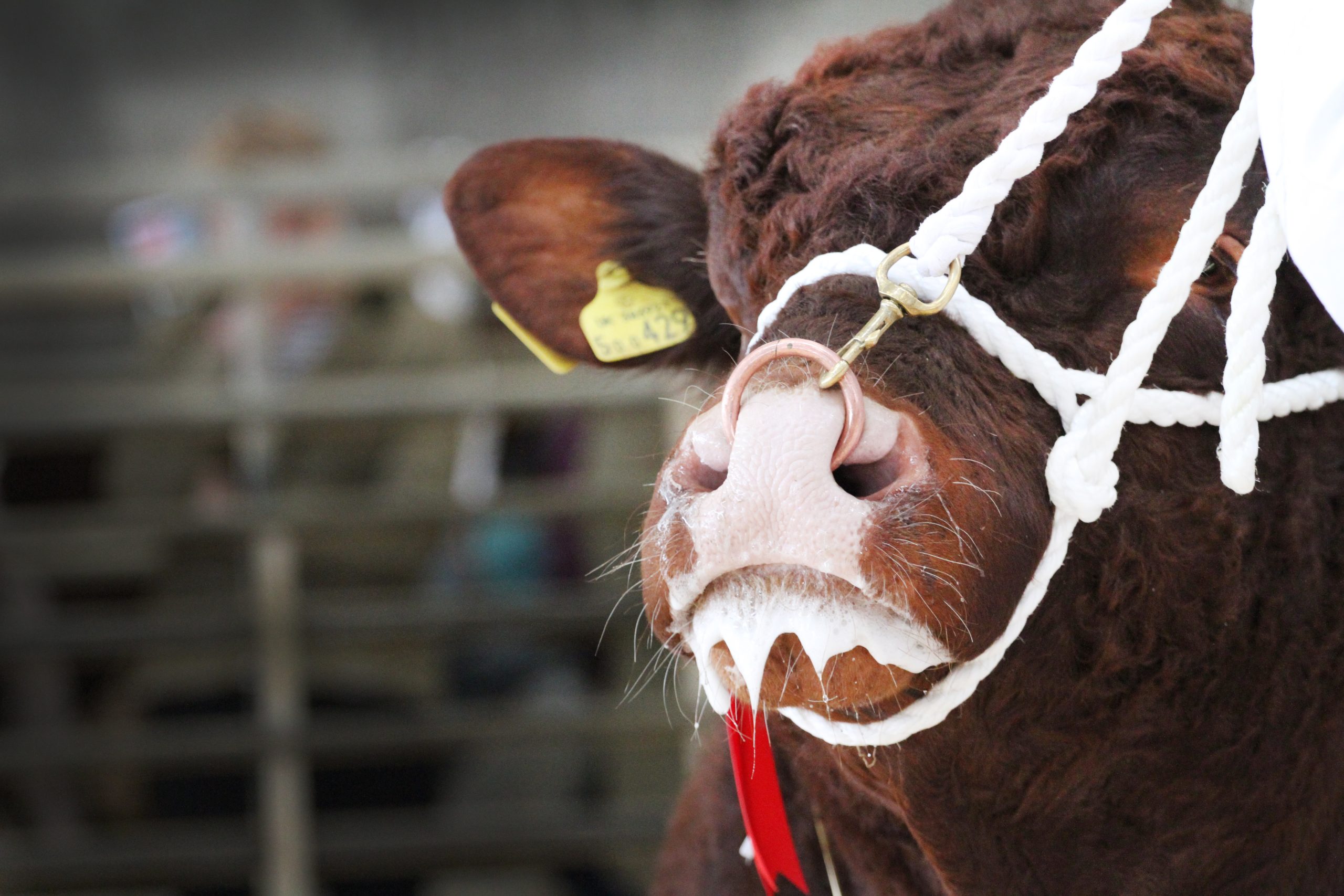 Read more about the article Spring Devon breeders show and sale