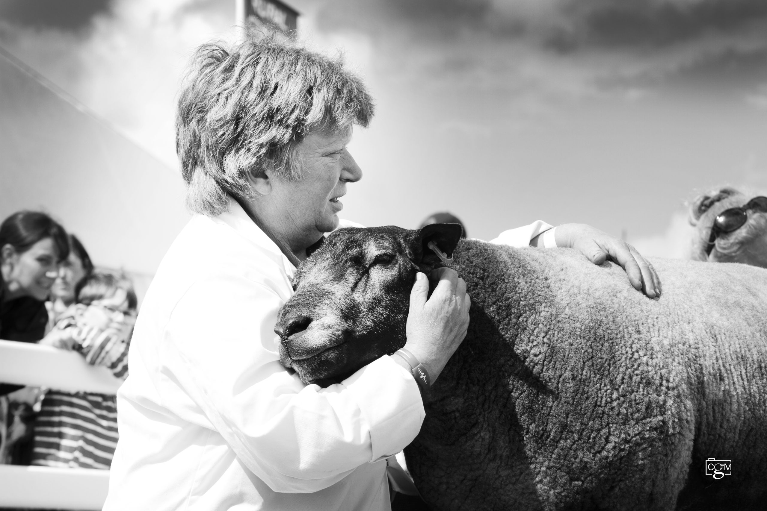 Read more about the article Cornwall Show sheep highlights