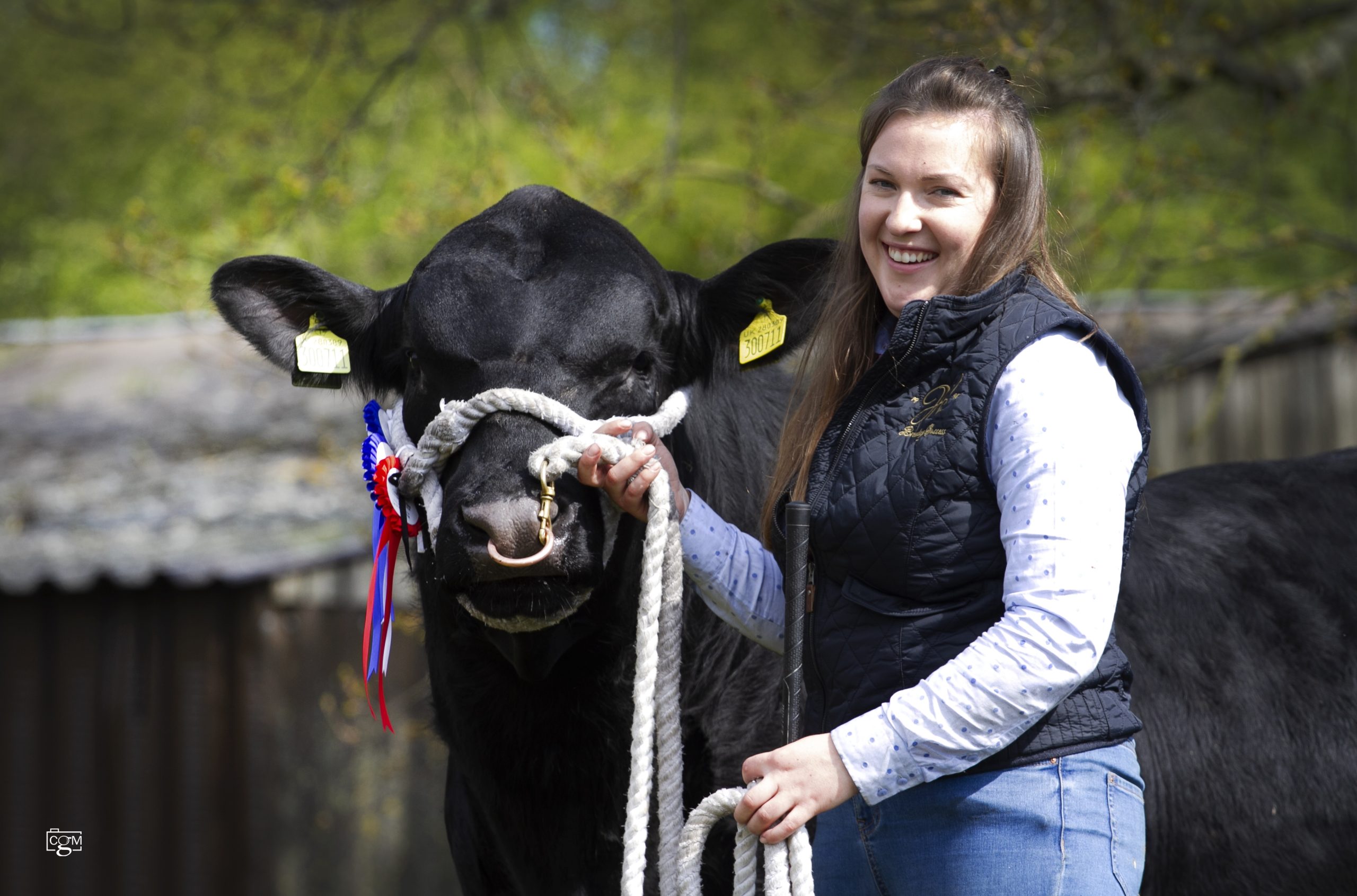 Read more about the article Worcester Angus trade tops at 5000gns