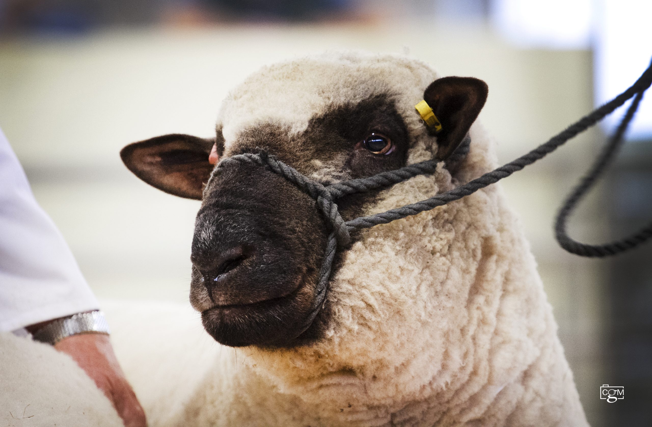 Read more about the article Shropshire Sheep Show and Sale news