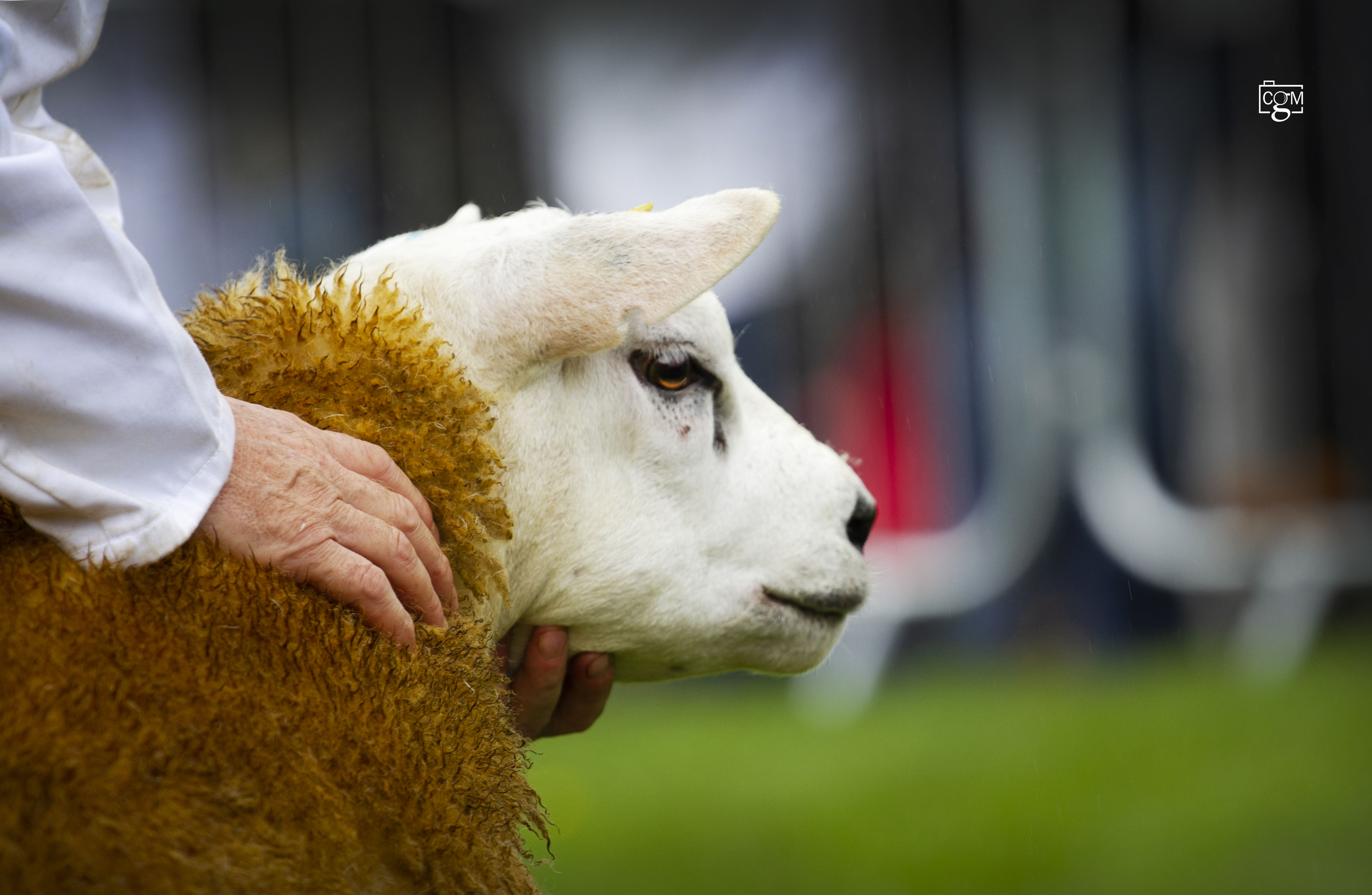 Read more about the article Great Yorkshire Show Texel coverage