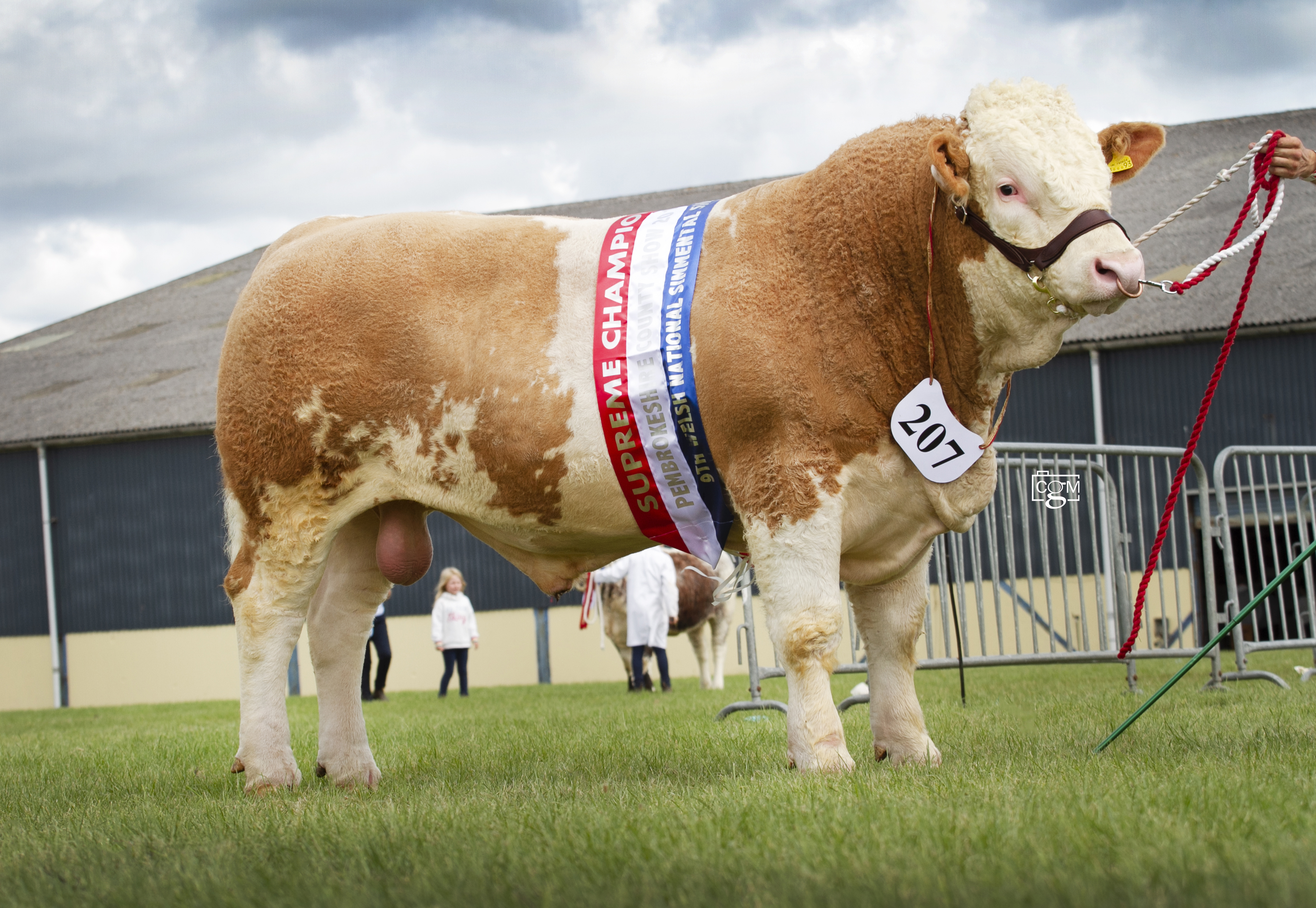 Read more about the article Cattle images from Pembrokeshire Show