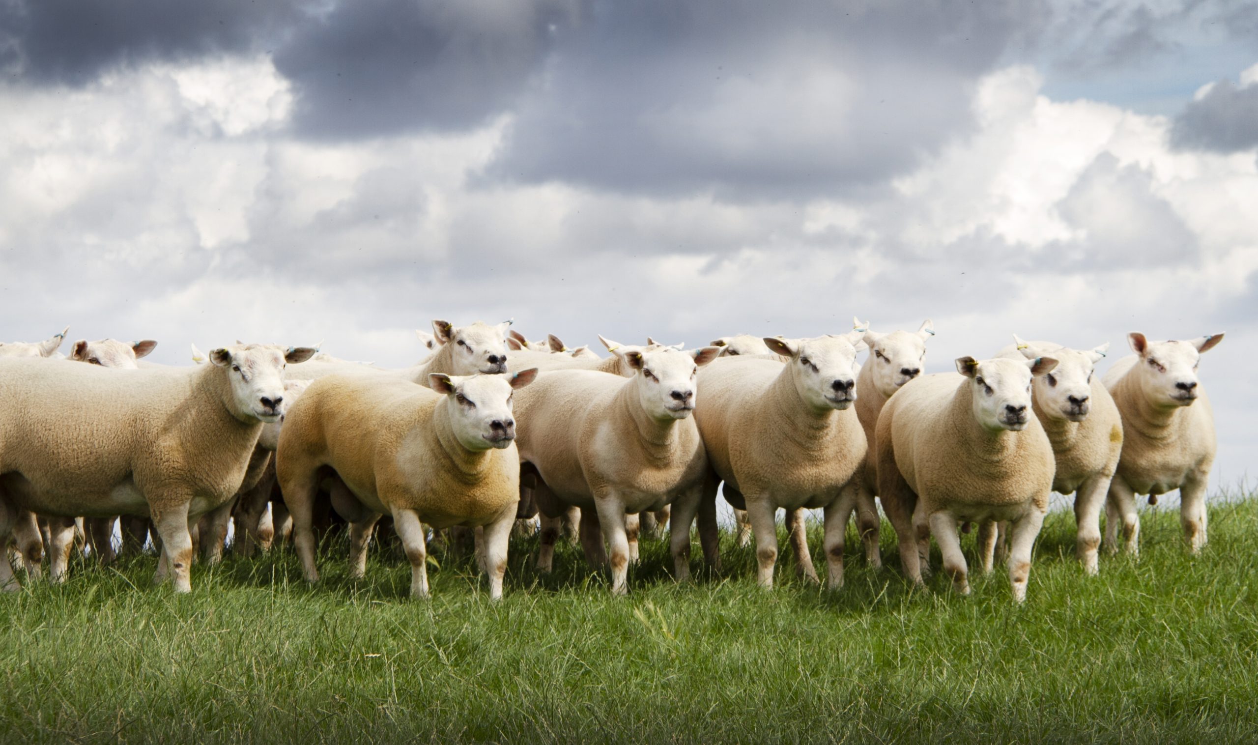 Read more about the article Mortimer Charollais and Texel preview