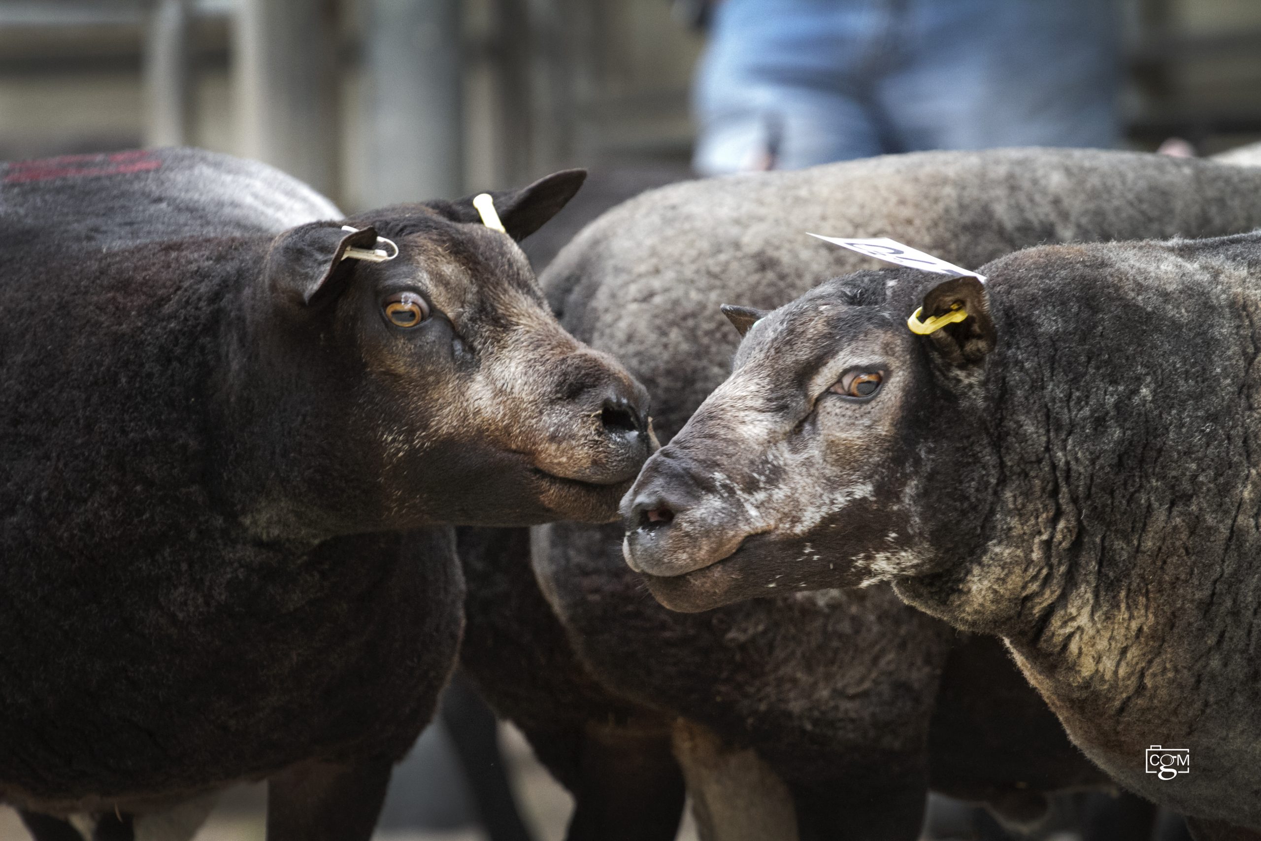Read more about the article Blue Texel and Beltex coverage from Worcester