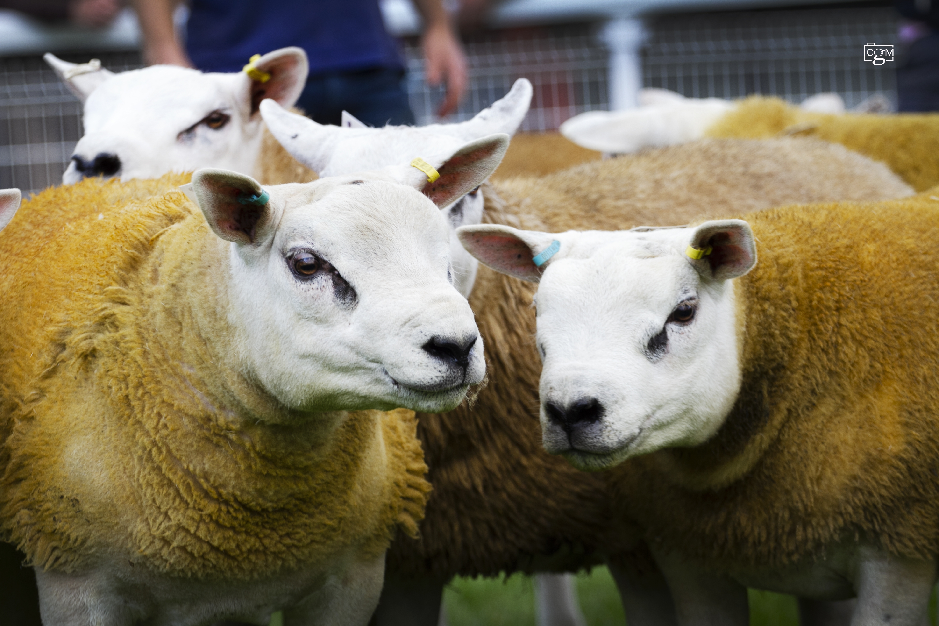 Read more about the article Sheep galore at NSA Builth Sales