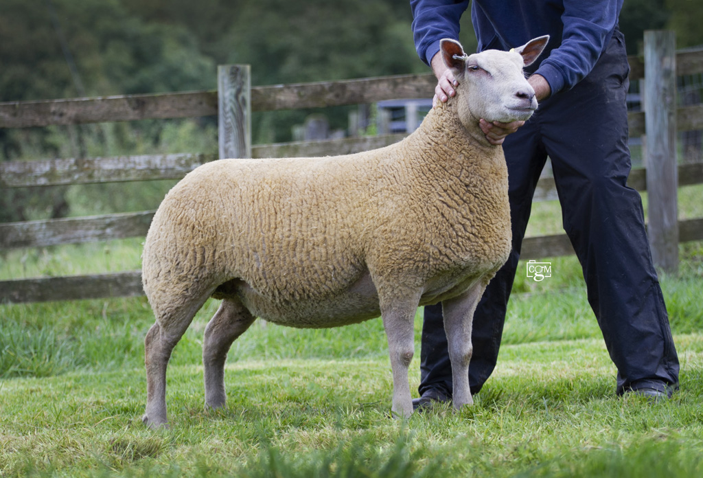 Read more about the article Wernfawr Charollais major production sale preview