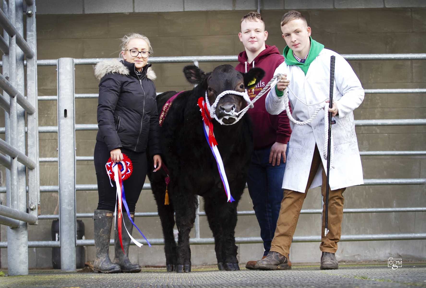 Read more about the article Prince of Thieves tops Brecon show potential sale at £7400