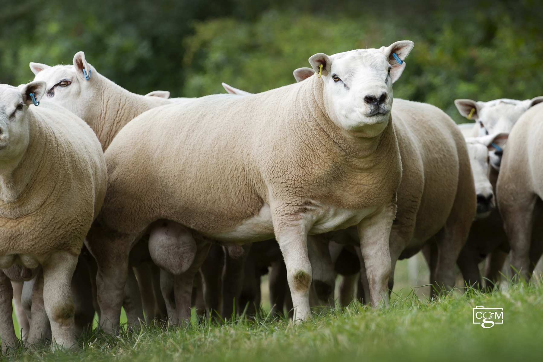 Read more about the article A sneaky peak at Millend Texel tups for sale
