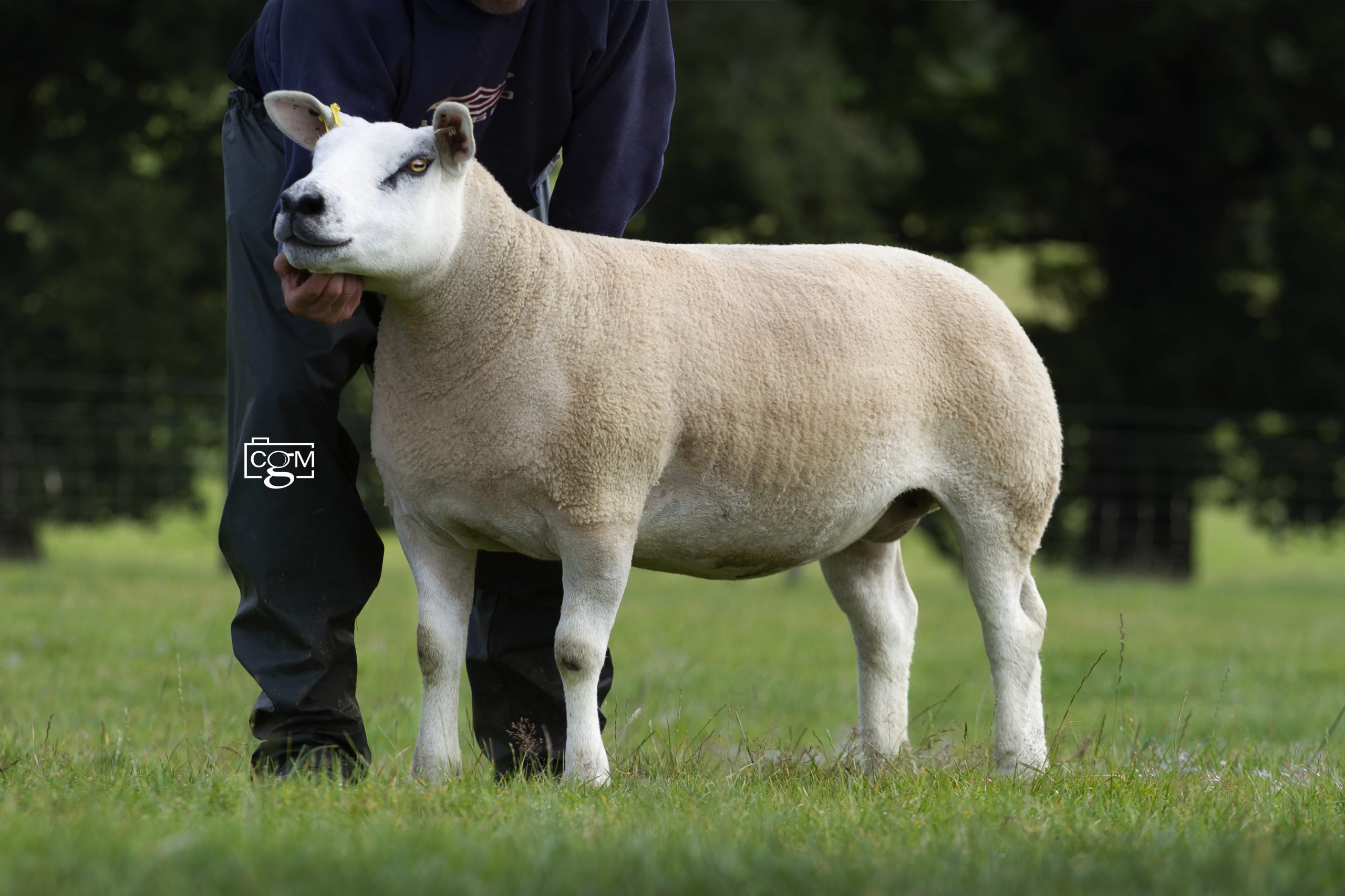 Read more about the article Loosebeare ladies – Worcester production sale