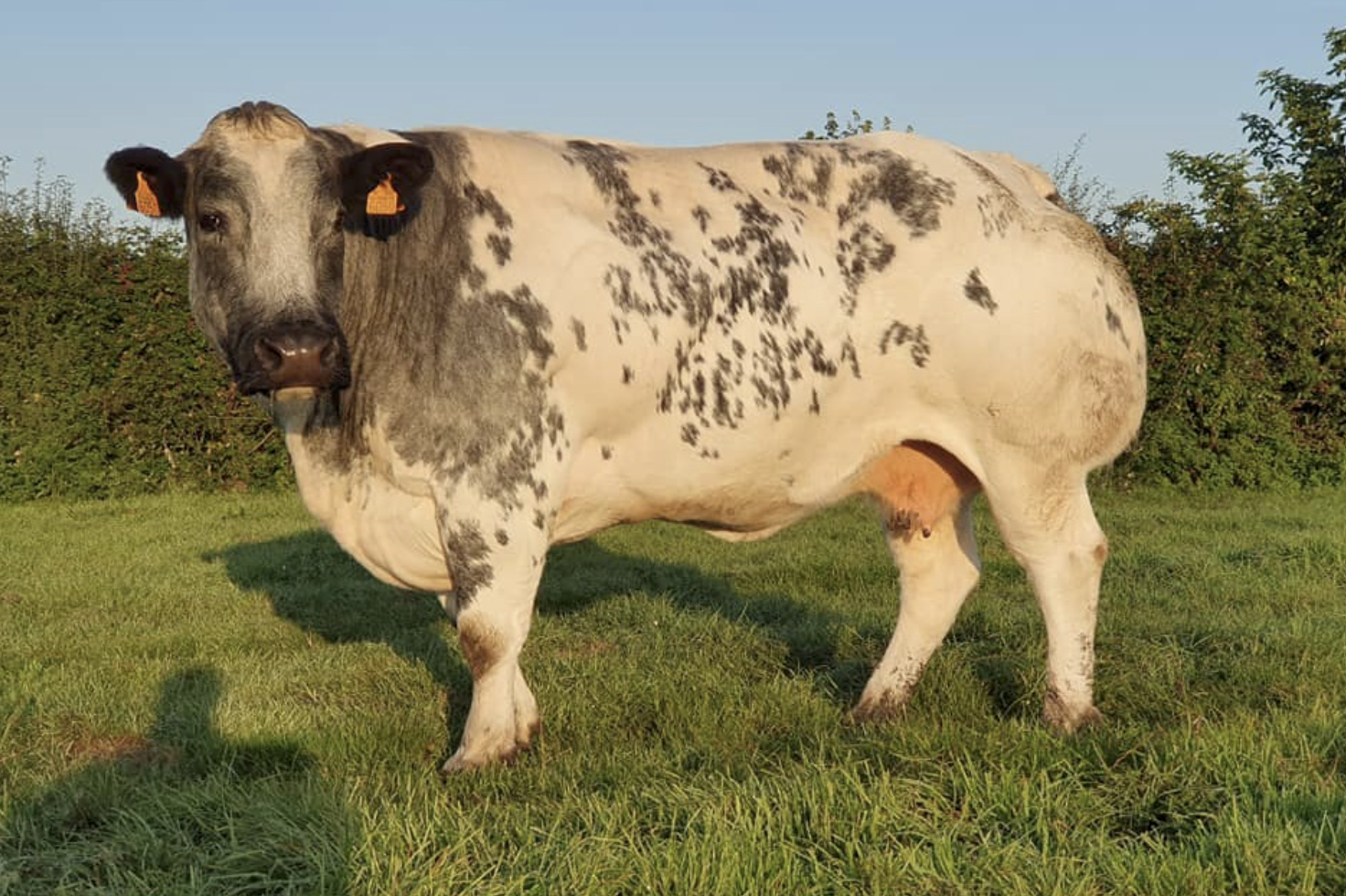Read more about the article Embryos – British Blue – Norbreck Genetics