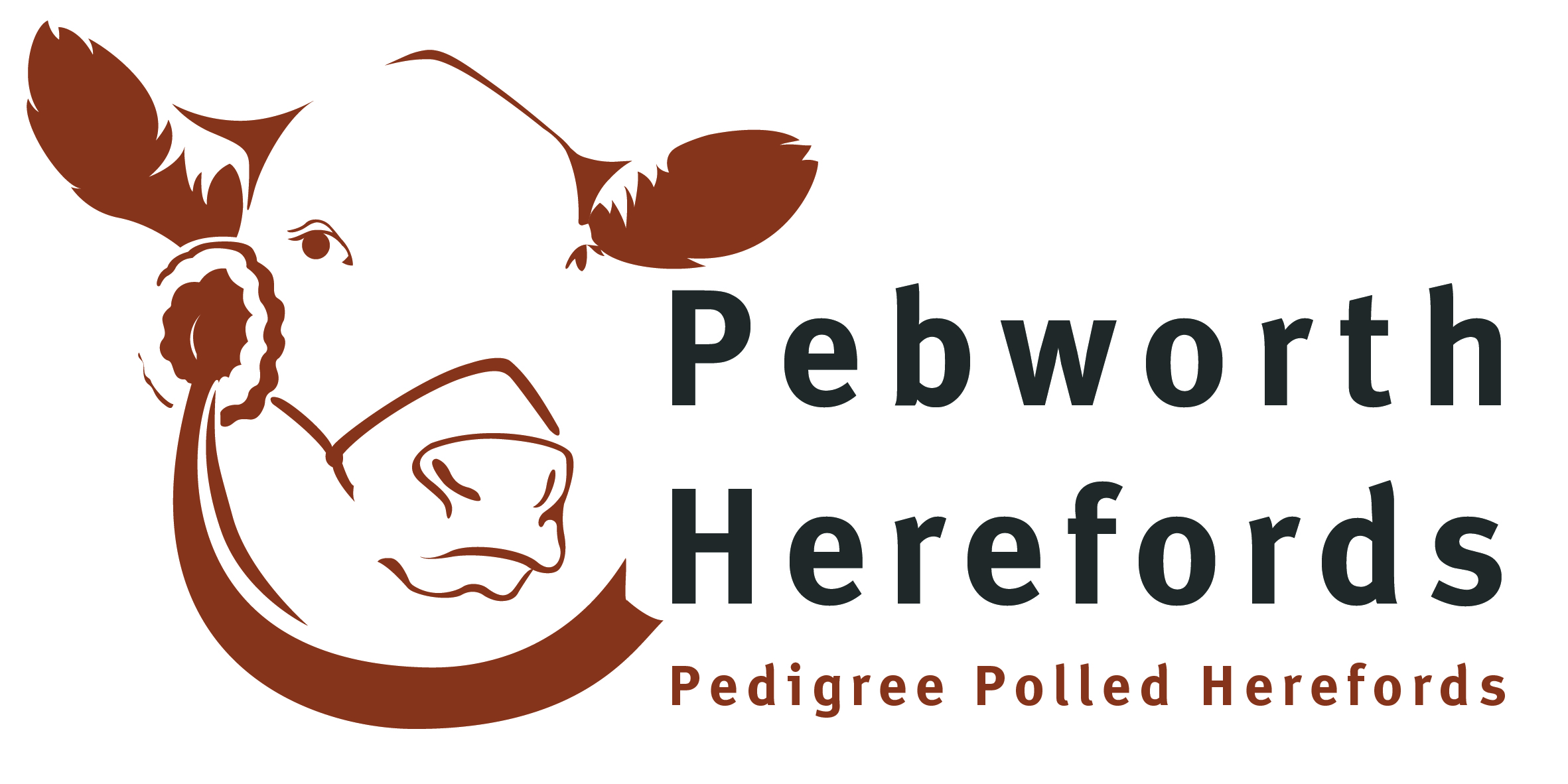 Read more about the article Hereford bull – Pebworth 1 Sling Shot – Shrewsbury 10th April