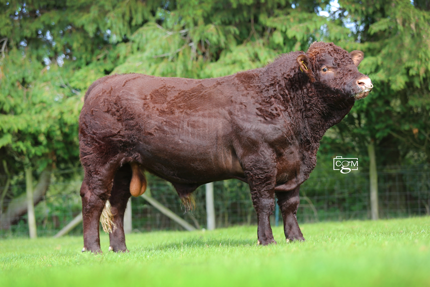 Read more about the article Devon bulls – Priorton – private sale