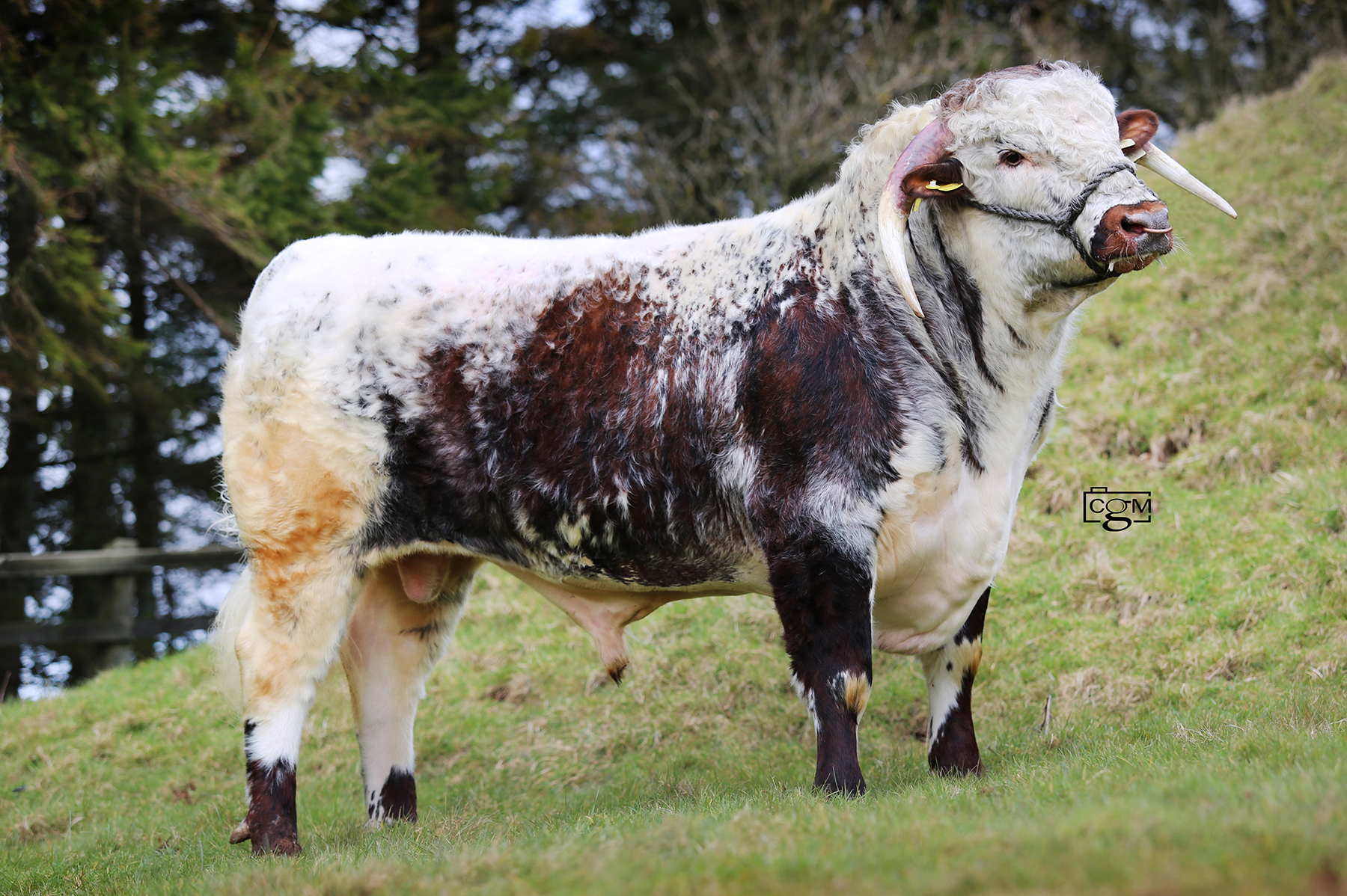 Read more about the article Longhorn bull – Gupworthy Thruxton – Worcester 15th May