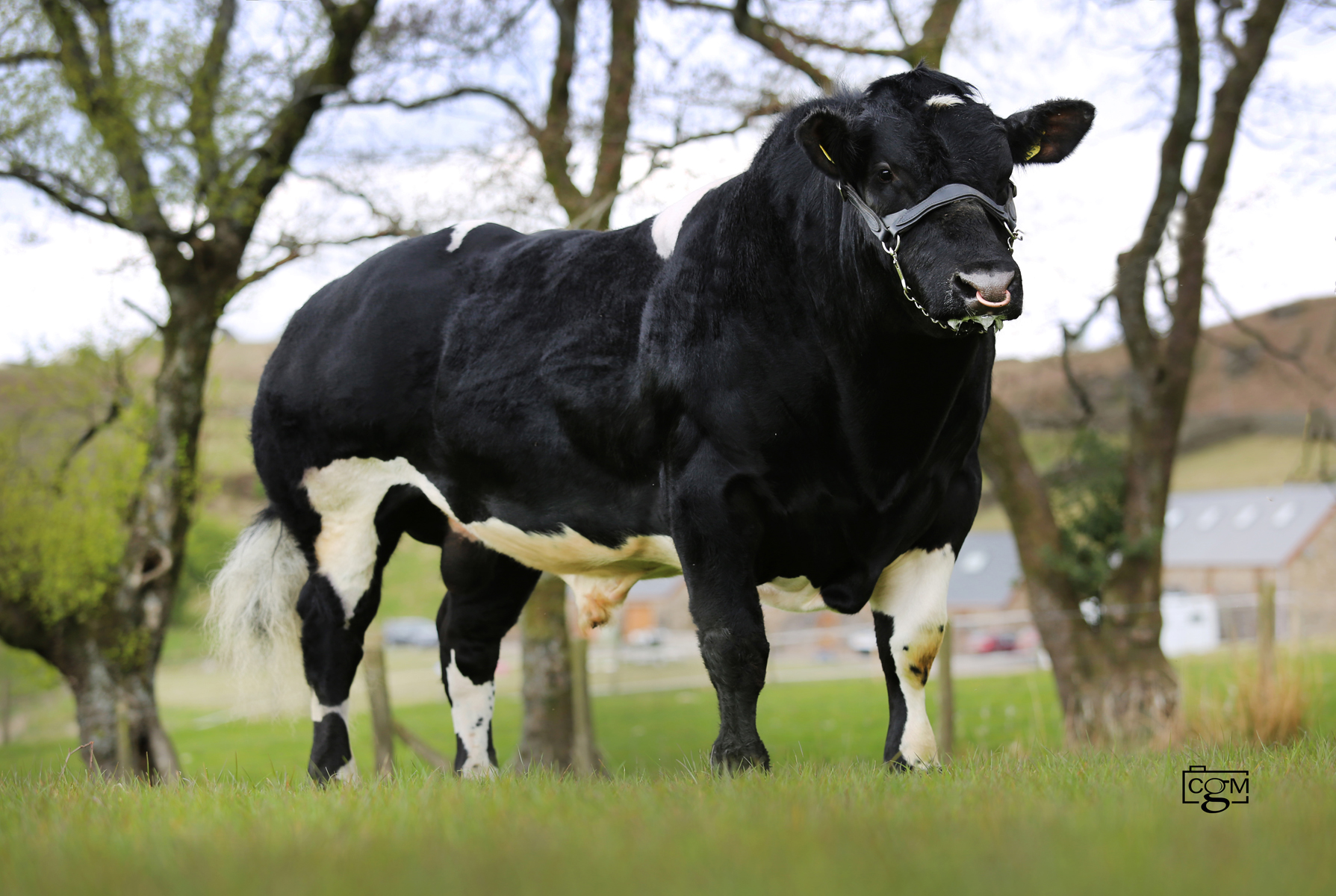 Read more about the article British Blue bull – Rhymil Orlando – Carlisle 15th May