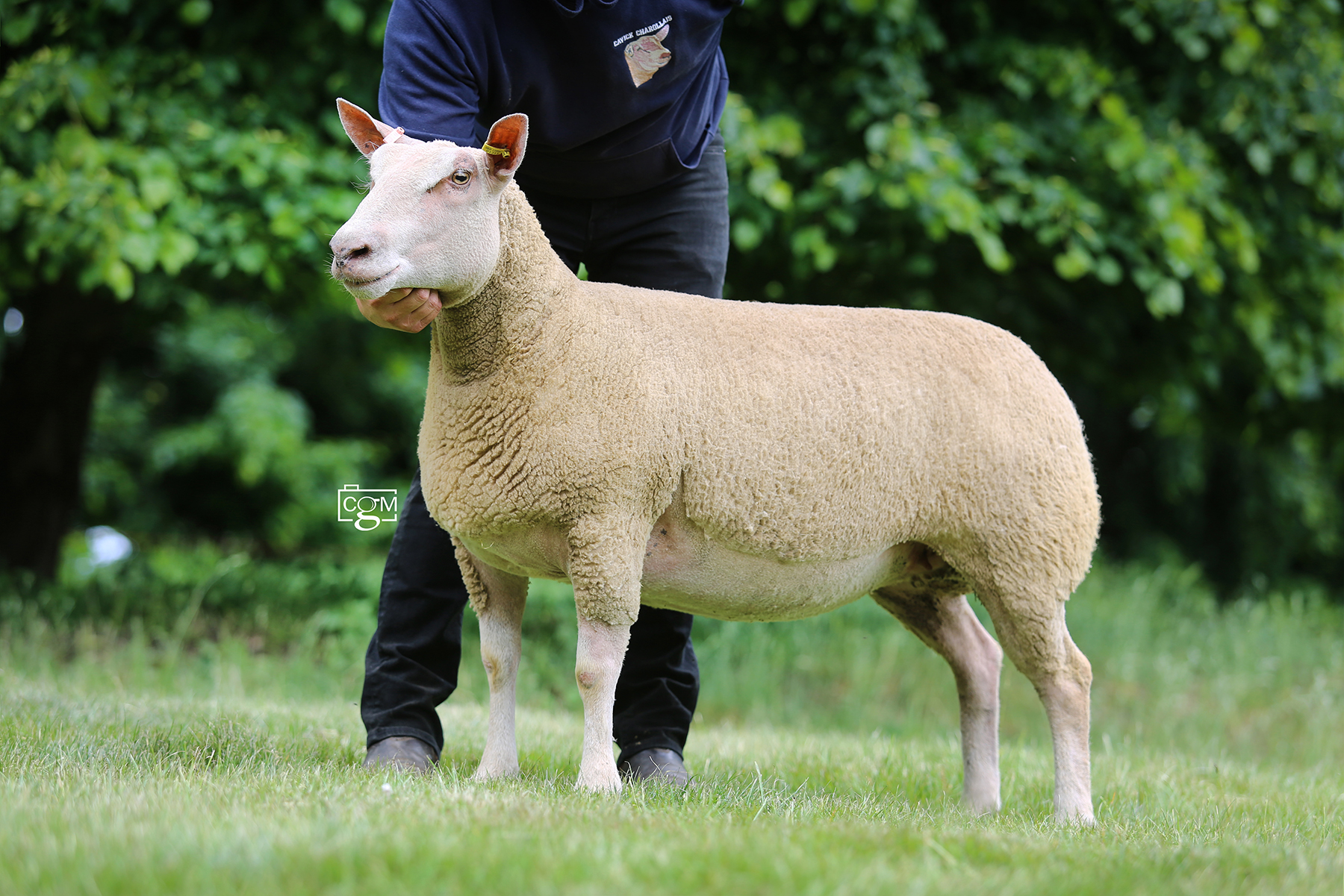 Read more about the article Females With Figures Charollais sale preview